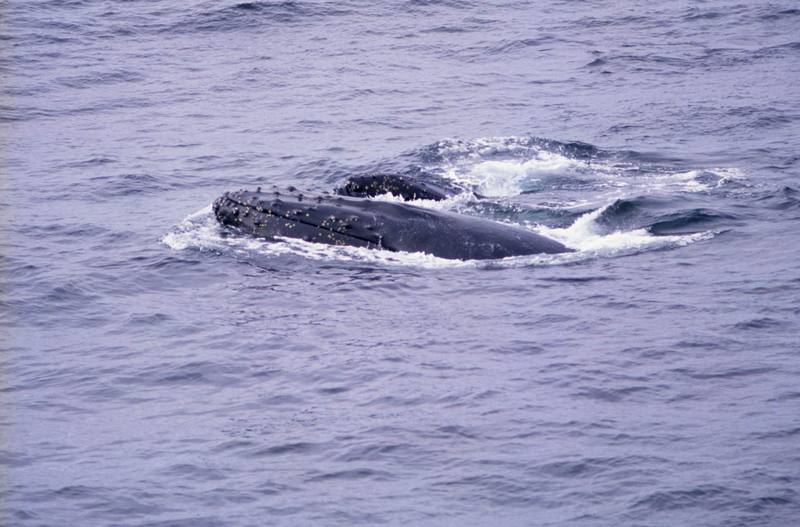 Humpback Whales (Megaptera novaeangliae) {!--혹등고래-->; DISPLAY FULL IMAGE.