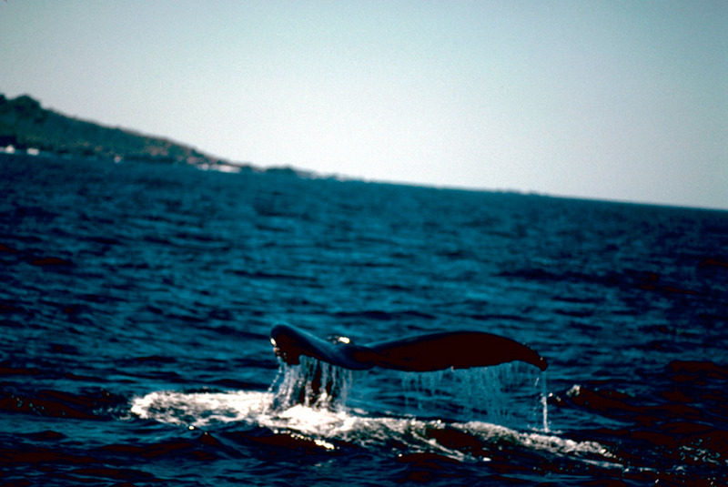 Humpback Whale fluke (Megaptera novaeangliae) {!--혹등고래-->; DISPLAY FULL IMAGE.