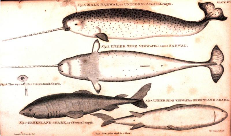 [Drawing] Narwhal (Monodon monoceros) {!--일각고래--> & Greenland Shark; DISPLAY FULL IMAGE.