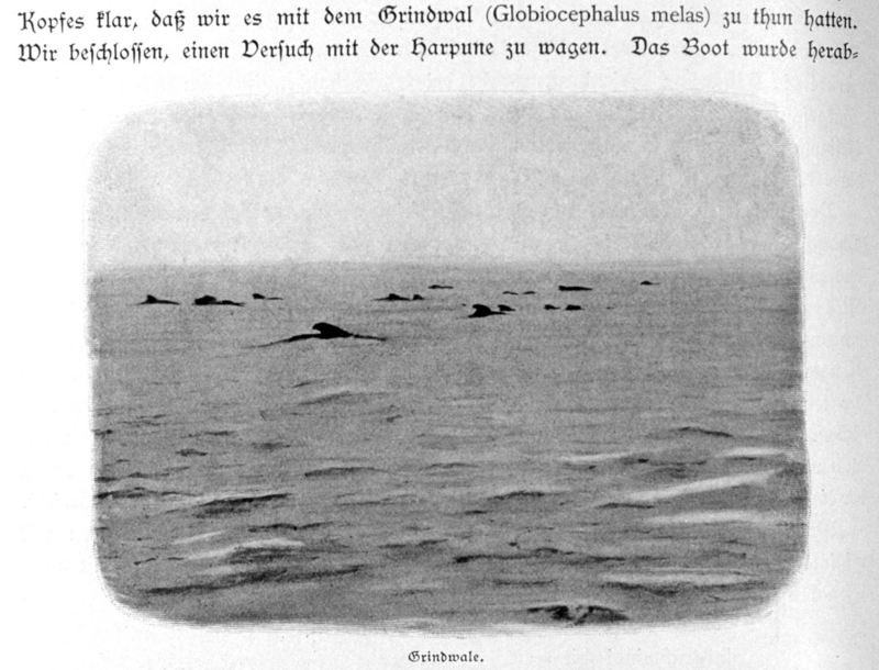 Short-finned Pilot Whale herd (Globicephala macrorhynchus) {!--들쇠고래-->; DISPLAY FULL IMAGE.
