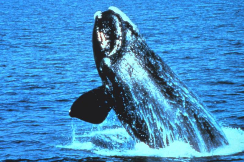 Northern Right Whale (Eubalaena glacialis) {!--긴수염고래-->; DISPLAY FULL IMAGE.