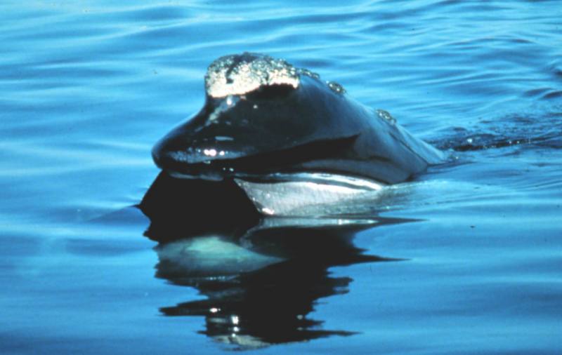 Northern Right Whale (Eubalaena glacialis) {!--긴수염고래-->; DISPLAY FULL IMAGE.