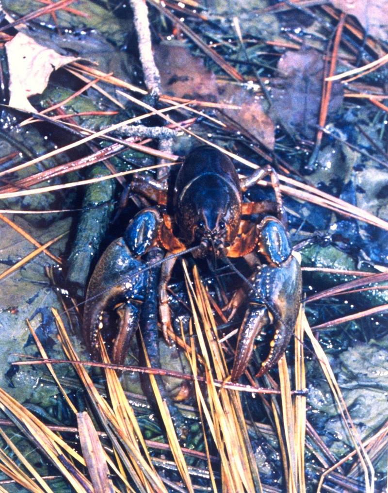 crayfish {!--가재류-->; DISPLAY FULL IMAGE.