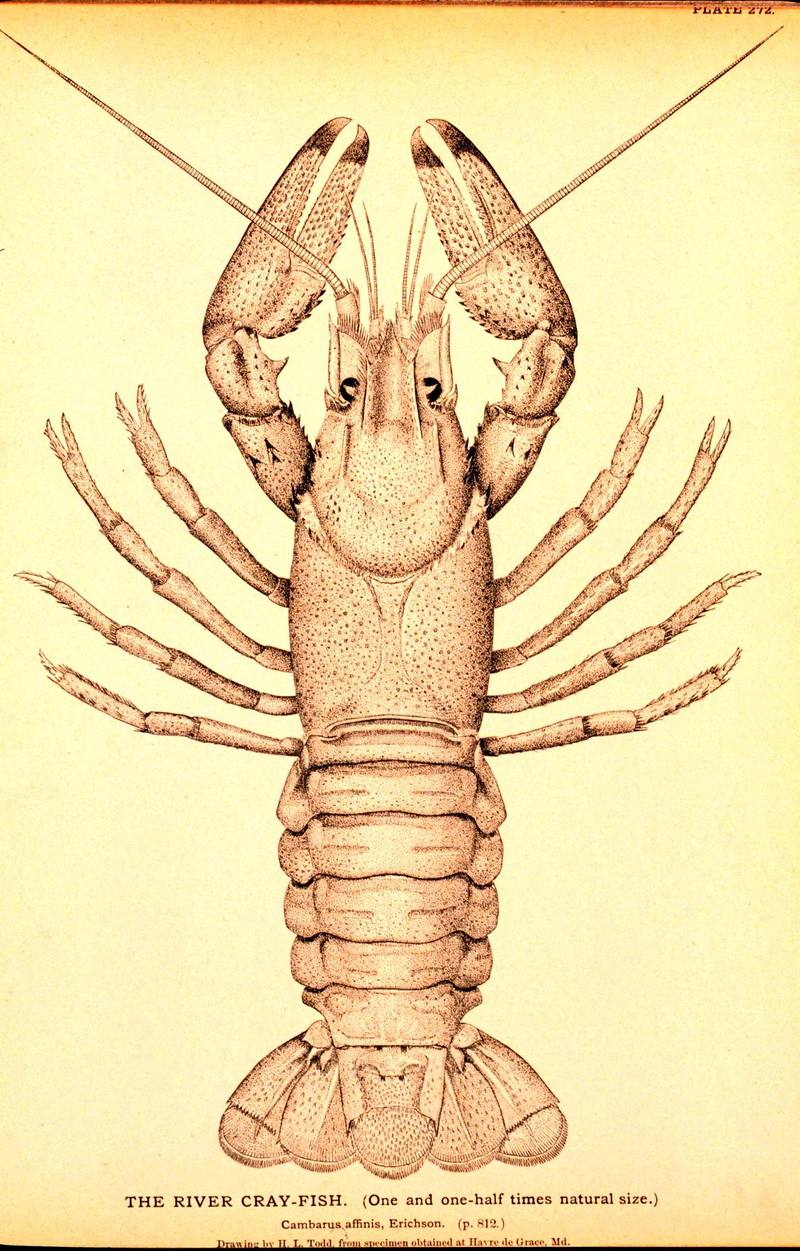 [Drawing] River crayfish (Cambarus affinis){!--민물가재류-->; DISPLAY FULL IMAGE.
