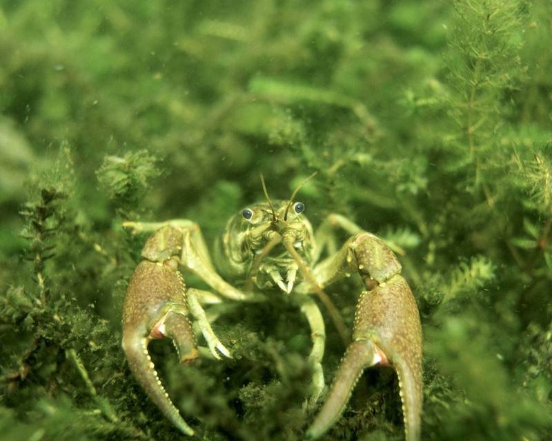 crayfish {!--가재류-->; DISPLAY FULL IMAGE.