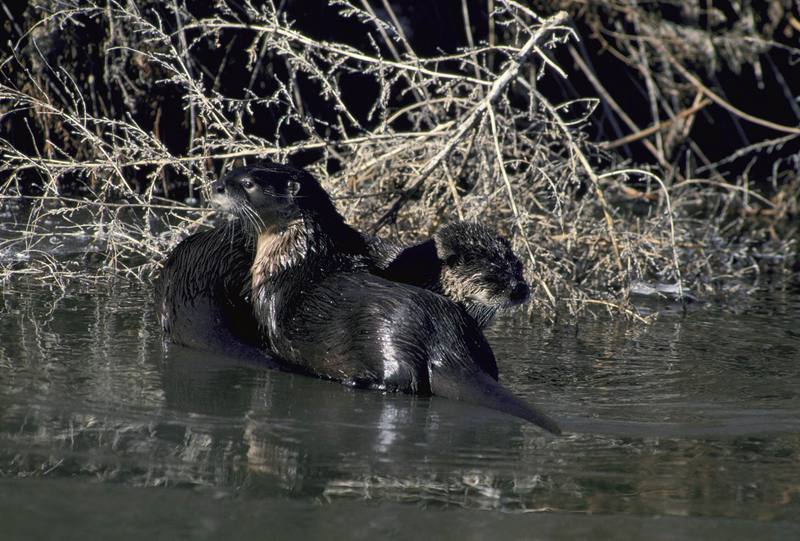 North American River Otter pair (Lontra canadensis){!--북미수달-->; DISPLAY FULL IMAGE.