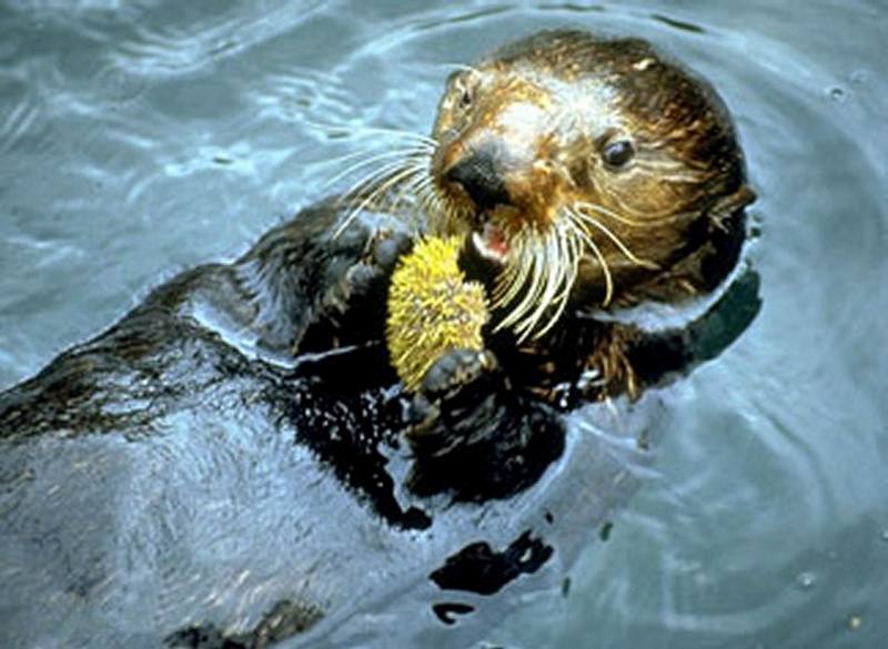 Sea Otter (Enhydra lutris){!--해달(海獺)-->; DISPLAY FULL IMAGE.