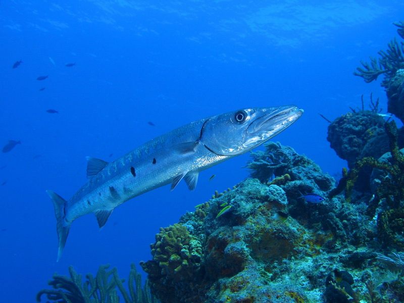 [Gallery CD1] Barracuda, Bahama Reef; DISPLAY FULL IMAGE.
