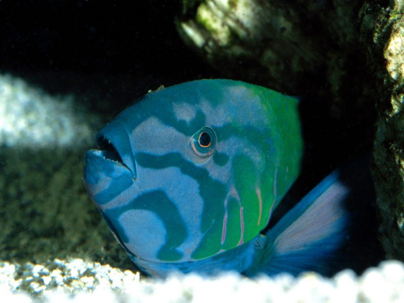 [Gallery CD1] Crescent Wrasse, Red Sea; DISPLAY FULL IMAGE.
