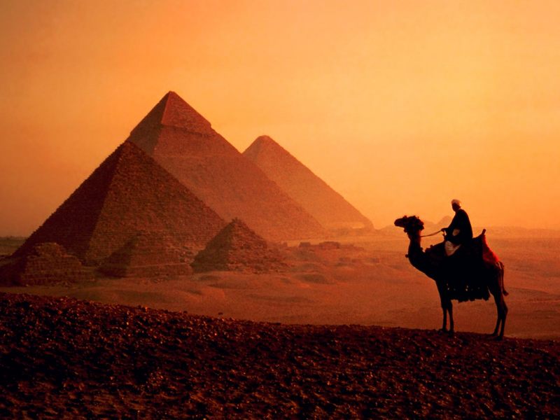 [Gallery CD1] Dromedary Camel in Egyptian Evening; DISPLAY FULL IMAGE.
