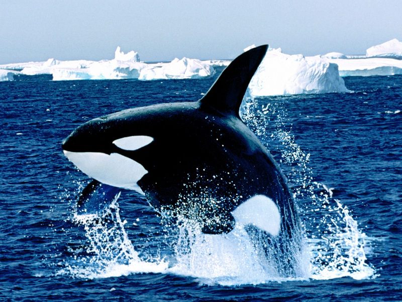 [Gallery CD1] Emerging Killer Whale; DISPLAY FULL IMAGE.