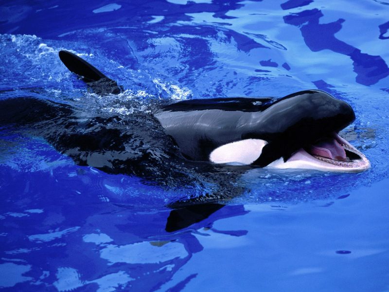 [Gallery CD1] Feed Me! Killer Whale; DISPLAY FULL IMAGE.