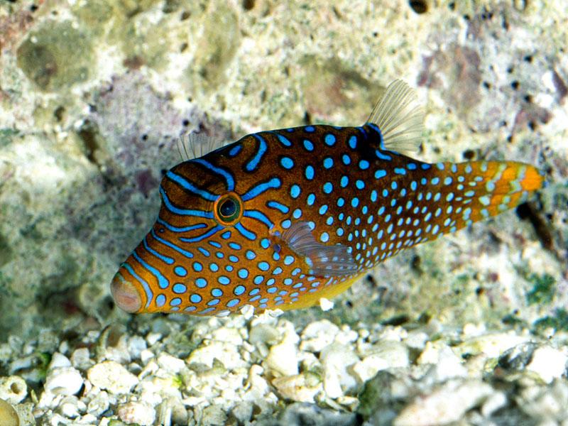 [Gallery CD1] Fiji Spotted Puffer; DISPLAY FULL IMAGE.