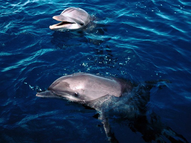 [Gallery CD1] Frolicking Dolphins, Honduras; DISPLAY FULL IMAGE.