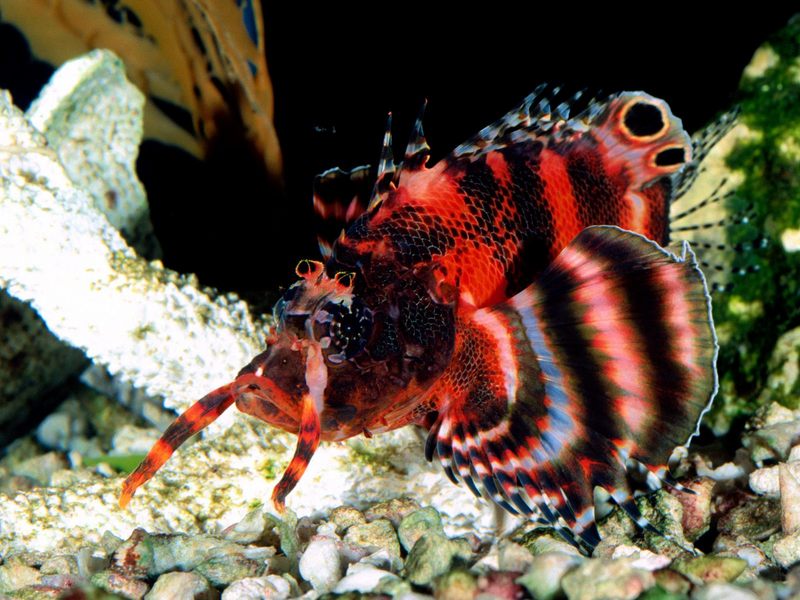 [Gallery CD1] Fumanchu Lionfish, Western Pacific; DISPLAY FULL IMAGE.