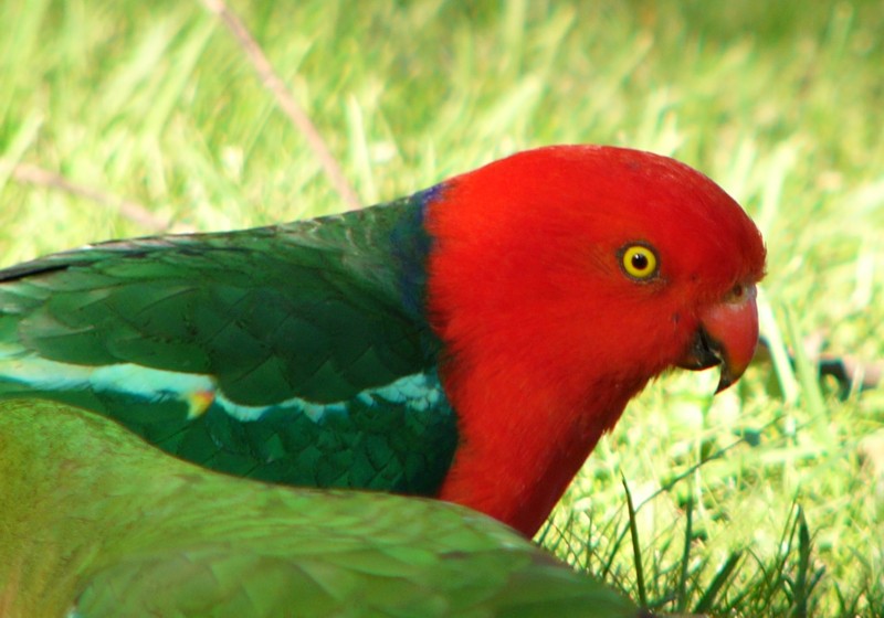 mugshots (birds) 4 -- Australian King Parrot - Alisterus scapularis; DISPLAY FULL IMAGE.