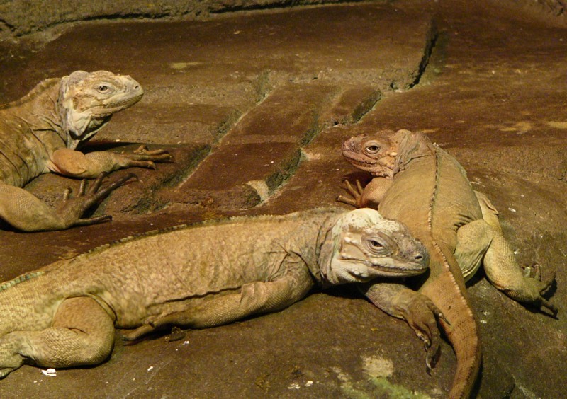 rhinocerous iguana 1; DISPLAY FULL IMAGE.