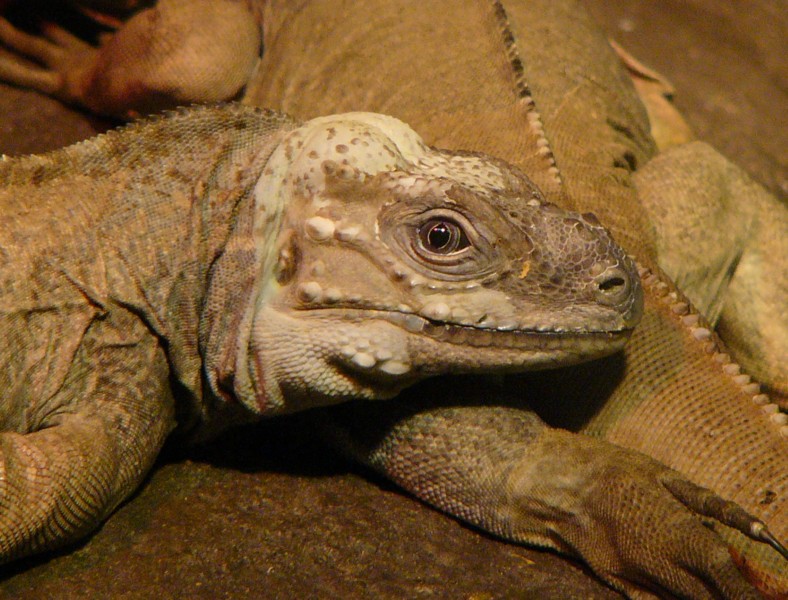 rhinocerous iguana 3; DISPLAY FULL IMAGE.