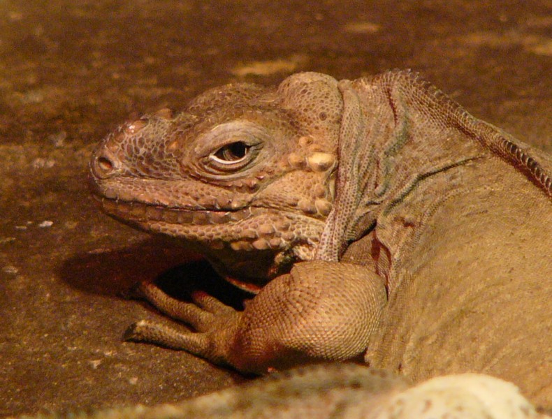 rhinocerous iguana 5; DISPLAY FULL IMAGE.