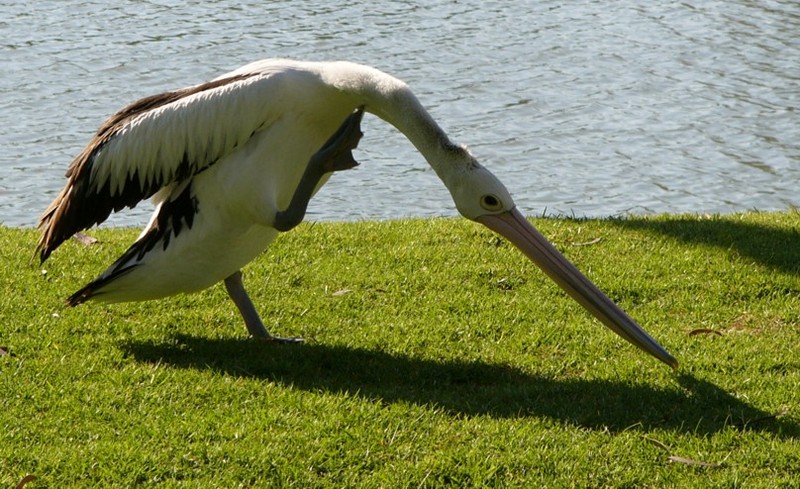 pelican scratching; DISPLAY FULL IMAGE.