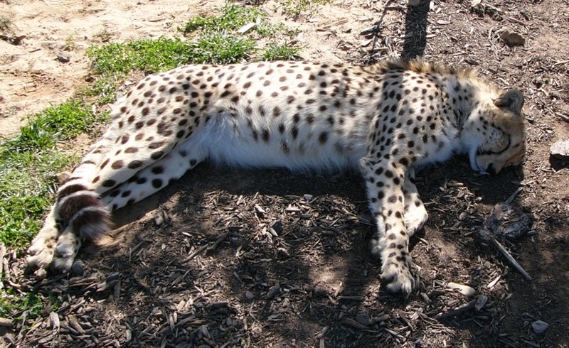 meet a cheetah 1; DISPLAY FULL IMAGE.