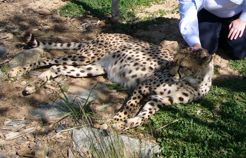 meet a cheetah 2; DISPLAY FULL IMAGE.