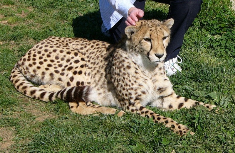 meet a cheetah 3; DISPLAY FULL IMAGE.