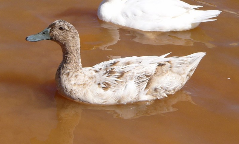 muddy duck; DISPLAY FULL IMAGE.