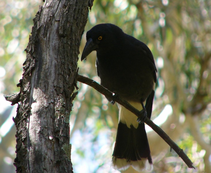 pied currawong; Image ONLY