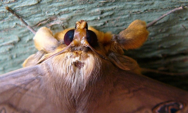 motheaten moth; DISPLAY FULL IMAGE.