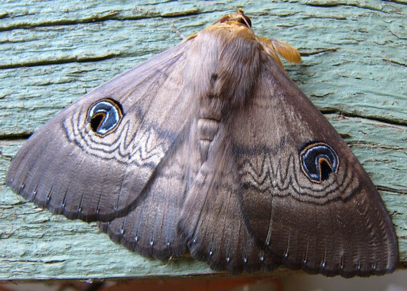 moth; DISPLAY FULL IMAGE.