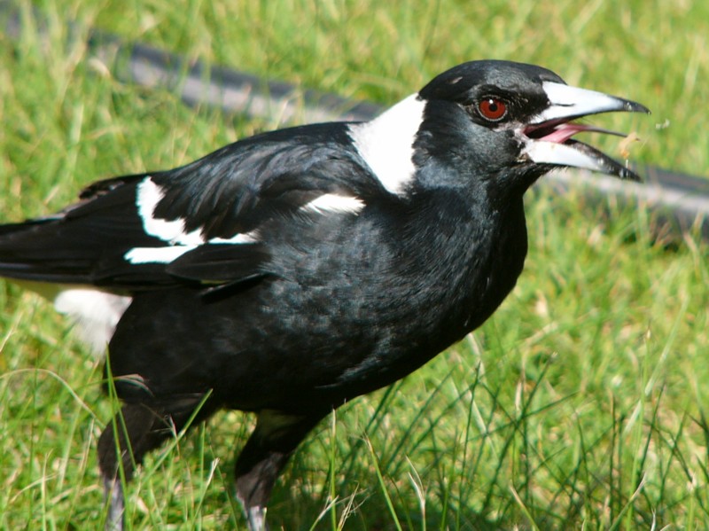 Australian magpie lunch 2; DISPLAY FULL IMAGE.