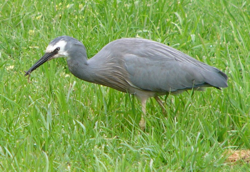 white faced heron lunch; DISPLAY FULL IMAGE.