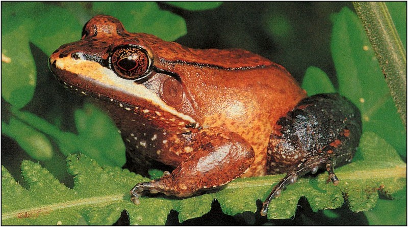 [xLR8 Frogs 2004 Box Calendar] 054 Leopard Frog - Leptodactylus rhodomystax; DISPLAY FULL IMAGE.