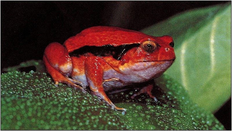 [xLR8 Frogs 2004 Box Calendar] 056 Tomato Frog - Dyscophus antongilii; DISPLAY FULL IMAGE.