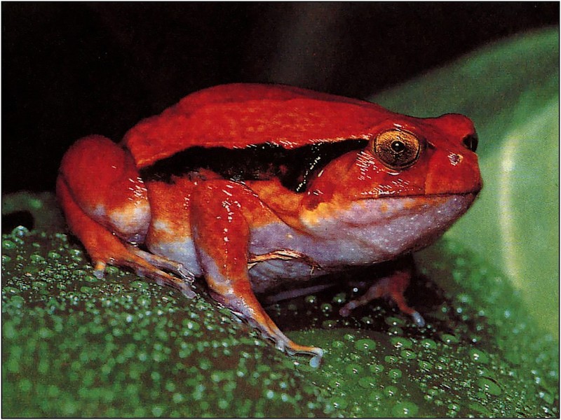 [xLR8 Frogs 2004 Box Calendar] 057 Tomato Frog - Dyscophus antongilii; DISPLAY FULL IMAGE.