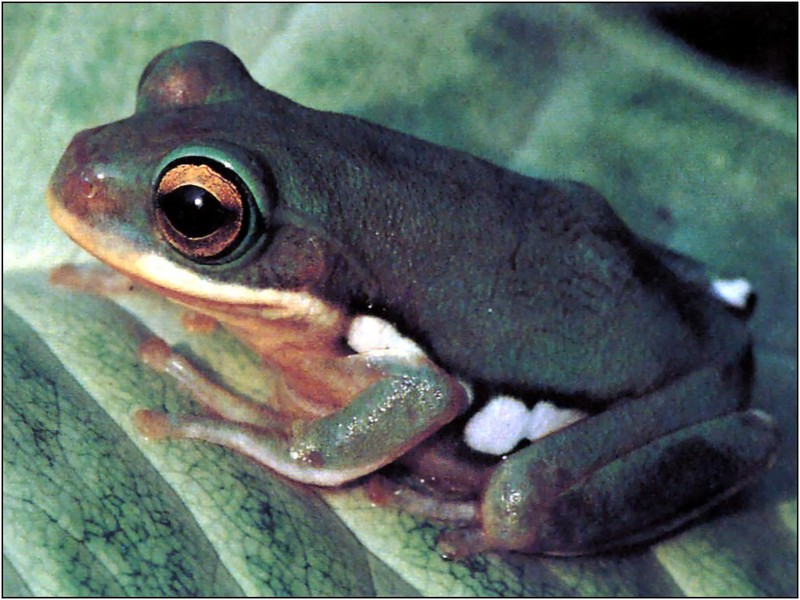[xLR8 Frogs 2004 Box Calendar] 061 ???甫泛???蛙 Chinese Glyding Frog - Polypedates chenfui; DISPLAY FULL IMAGE.