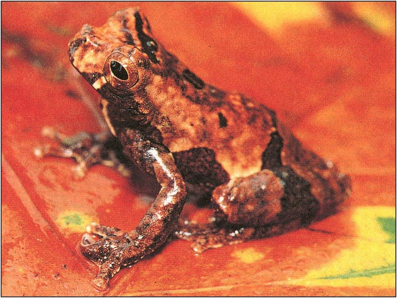 [xLR8 Frogs 2004 Box Calendar] 063 Slender-legged Treefrog - Osteocephalus sp.; DISPLAY FULL IMAGE.