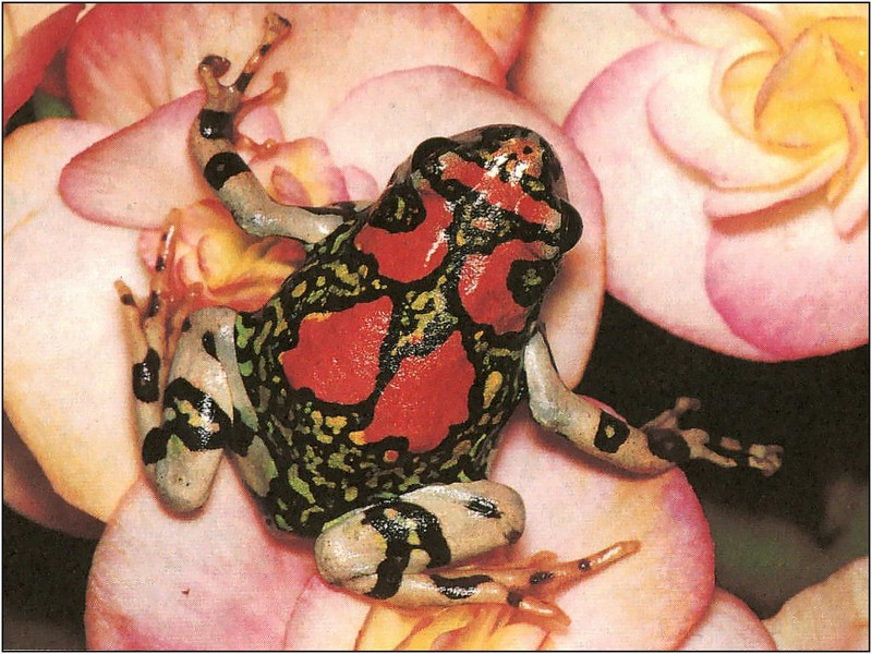 [xLR8 Frogs 2004 Box Calendar] 065 Madagascar Ornate Hopper - Scaphiophryne gottlebei; DISPLAY FULL IMAGE.
