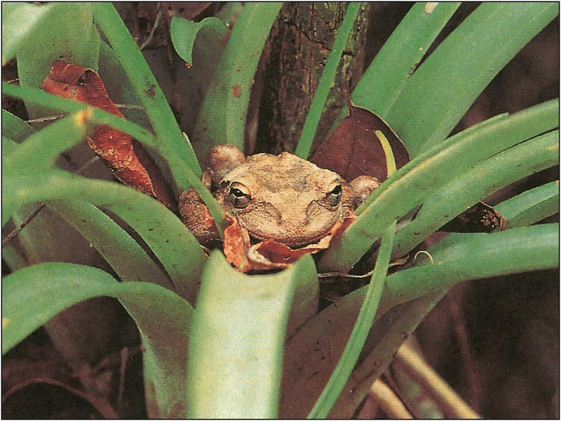 [xLR8 Frogs 2004 Box Calendar] 067 Cuban Tree Frog - Hyla septentrionalis; DISPLAY FULL IMAGE.