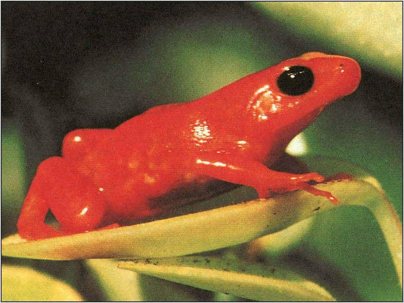 [xLR8 Frogs 2004 Box Calendar] 069 Golden Mantella - Mantella aurantiaca; DISPLAY FULL IMAGE.