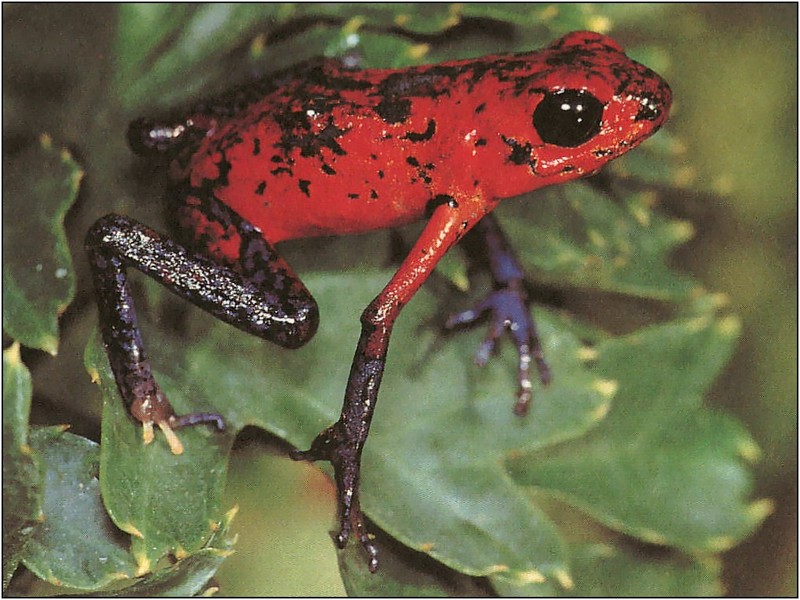 [xLR8 Frogs 2004 Box Calendar] 071 Strawberry poison dart frog - Dendrobates pumilio; DISPLAY FULL IMAGE.