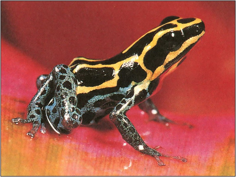 [xLR8 Frogs 2004 Box Calendar] 073 Amazonian poison frog - Dendrobates ventrimaculatus; DISPLAY FULL IMAGE.