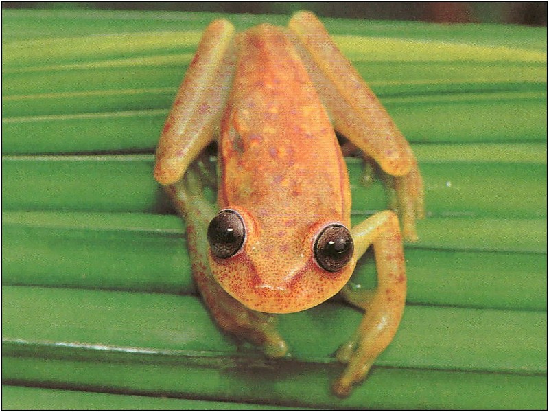 [xLR8 Frogs 2004 Box Calendar] 075 Spotted Treefrog - Hyla punctata; DISPLAY FULL IMAGE.