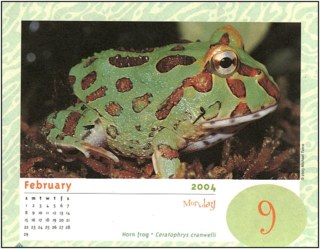 [xLR8 Frogs 2004 Box Calendar] 076 Horn frog - Ceratophrys cranwelli; Image ONLY