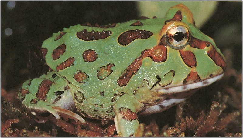 [xLR8 Frogs 2004 Box Calendar] 077 Horn frog - Ceratophrys cranwelli; DISPLAY FULL IMAGE.