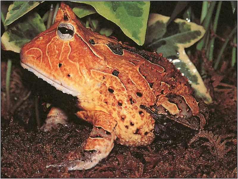 [xLR8 Frogs 2004 Box Calendar] 083 Horn frog - Ceratophrys sp.; DISPLAY FULL IMAGE.