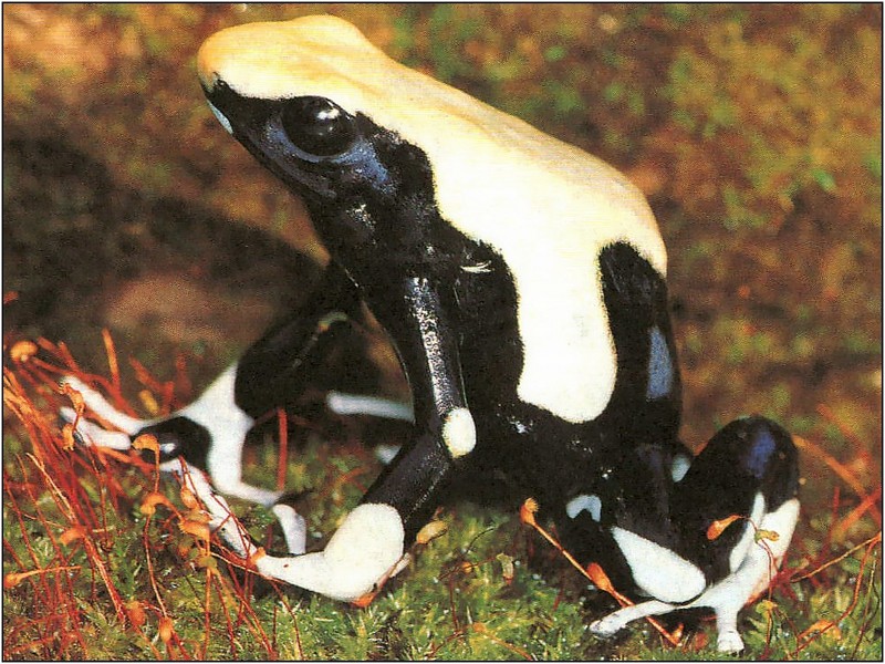 [xLR8 Frogs 2004 Box Calendar] 085 Dyeing poison frog - Dendrobates tinctorius; DISPLAY FULL IMAGE.