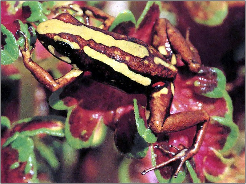 [xLR8 Frogs 2004 Box Calendar] 087 Tricolor poison dart frog - Epipedobates tricolor; DISPLAY FULL IMAGE.