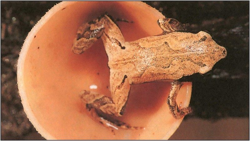 [xLR8 Frogs 2004 Box Calendar] 089 Bolivian treefrog - Hamptophryne boliviana; DISPLAY FULL IMAGE.
